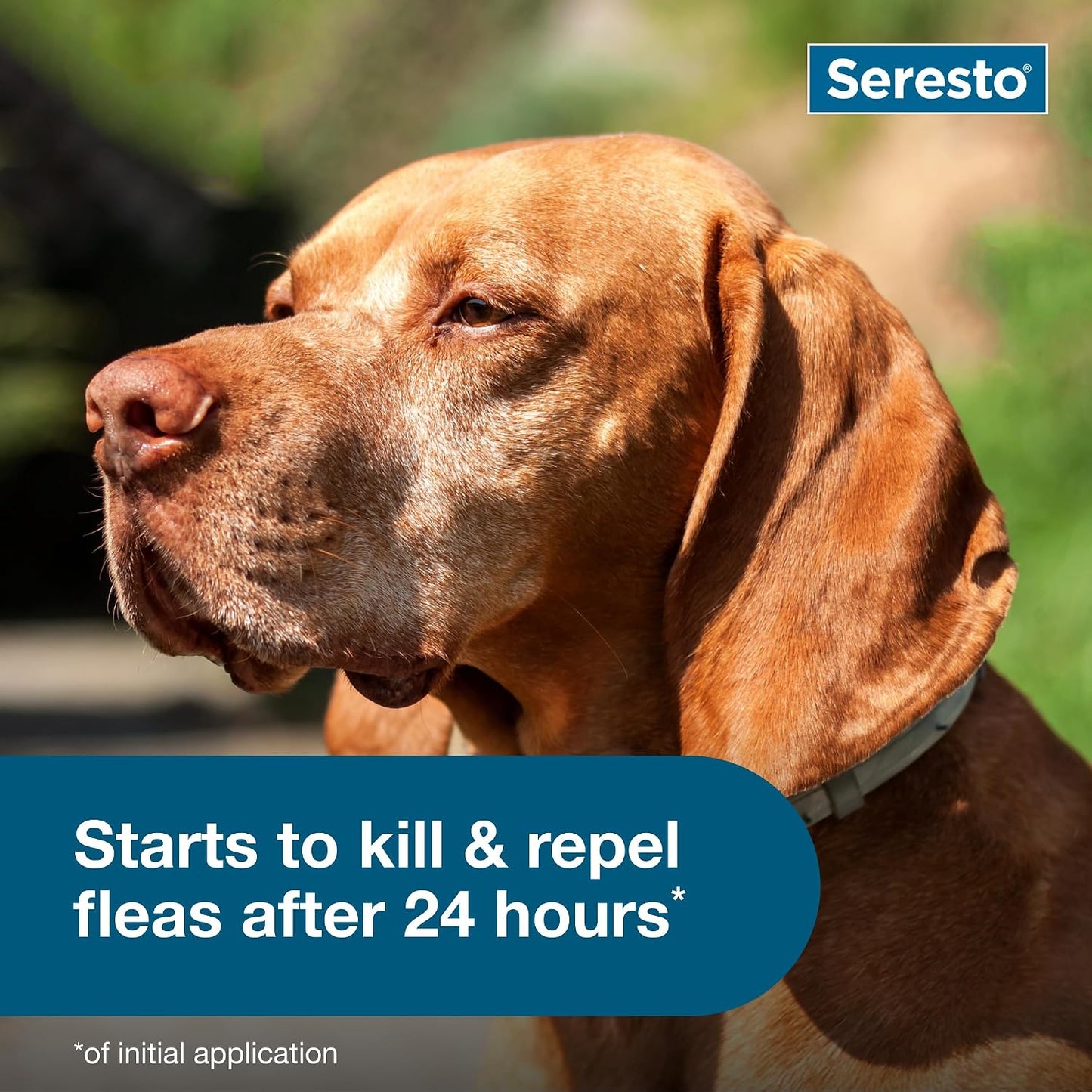 Seresto Flea & Tick Collar For Dogs Over 18 lbs., Treatment & Prevention, Vet-Recommend, 8 Month Protection | Product image 5
